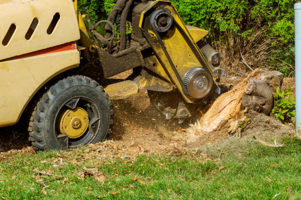 Best Tree Disease Treatment  in Hayward, CA